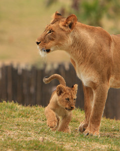 mother and cub