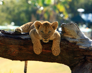 lion cub